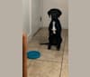 Gypsy, a Labrador Retriever and German Shorthaired Pointer mix tested with EmbarkVet.com