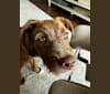 Zuko, an American Pit Bull Terrier and Australian Shepherd mix tested with EmbarkVet.com