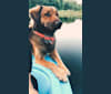 Mila, an American Pit Bull Terrier and Labrador Retriever mix tested with EmbarkVet.com