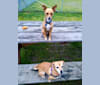 Chula, a Chihuahua and Russell-type Terrier mix tested with EmbarkVet.com