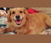 Bella, a Golden Retriever and Pomeranian mix tested with EmbarkVet.com