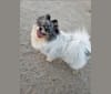 Photo of Fred, a Pomeranian mix in Markham, Ontario, Canada