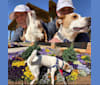 Miles, a Beagle and American Bulldog mix tested with EmbarkVet.com