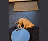 Balin, a Canaan Dog tested with EmbarkVet.com