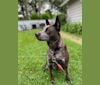 Pixel, an American Pit Bull Terrier and Australian Cattle Dog mix tested with EmbarkVet.com