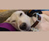 Tycho Brahe, the Space Cadet, a Beagle and Great Pyrenees mix tested with EmbarkVet.com