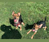 Enzo, a Yorkshire Terrier and Labrador Retriever mix tested with EmbarkVet.com