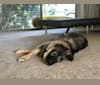 Ollie, a German Shepherd Dog and Siberian Husky mix tested with EmbarkVet.com