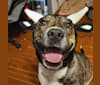 Photo of Latke, an American Pit Bull Terrier, Australian Cattle Dog, and Chinese Shar-Pei mix in Pearland, Texas, USA