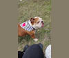 Marshamellow Jucker, a Bulldog tested with EmbarkVet.com