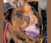 Ruby, an Australian Cattle Dog and American Pit Bull Terrier mix tested with EmbarkVet.com