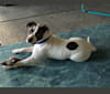 Snoopy, an American Bully and Labrador Retriever mix tested with EmbarkVet.com