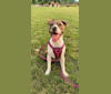 Photo of Zaylee, an American Pit Bull Terrier, American Staffordshire Terrier, and Boxer mix in Missouri, USA