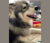Alpha, a Siberian Husky tested with EmbarkVet.com