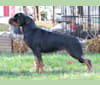 Cali de Knueve Hispania, a Rottweiler tested with EmbarkVet.com