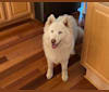 Shiloh, a Siberian Husky tested with EmbarkVet.com