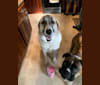 Winnie, an Anatolian Shepherd Dog and Great Pyrenees mix tested with EmbarkVet.com