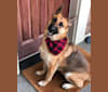 Mila, a German Shepherd Dog tested with EmbarkVet.com