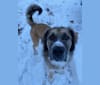 Photo of Maverick, a Great Pyrenees, Anatolian Shepherd Dog, American Staffordshire Terrier, and Bluetick Coonhound mix in Boonton, New Jersey, USA