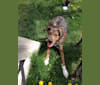 Oakley, an Australian Cattle Dog and American Leopard Hound mix tested with EmbarkVet.com