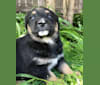 Gracie, a Rottweiler and Golden Retriever mix tested with EmbarkVet.com
