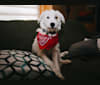 Gatsby, a Great Pyrenees and Beagle mix tested with EmbarkVet.com
