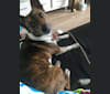 Mudge, a Chihuahua and Australian Cattle Dog mix tested with EmbarkVet.com