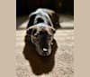 Photo of Bubba, a Dachshund and Boston Terrier mix in Atlanta, Georgia, USA