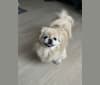 Poppy, a Pekingese tested with EmbarkVet.com