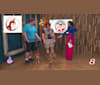 The Wizard’s Koga Tāne, a New Guinea Singing Dog tested with EmbarkVet.com