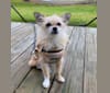 Joey, a Chihuahua and Shih Tzu mix tested with EmbarkVet.com