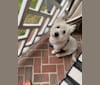 Blue, a West Highland White Terrier tested with EmbarkVet.com