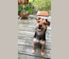 Photo of Enzo, a Yorkshire Terrier, Labrador Retriever, Beagle, and Mixed mix in Uniontown, PA, USA