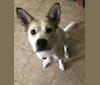 Photo of Della, an American Pit Bull Terrier, Great Pyrenees, Australian Cattle Dog, Boxer, and Border Collie mix in Texas, USA