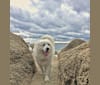 choupette, a Great Pyrenees tested with EmbarkVet.com