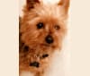 Harley, a Yorkshire Terrier tested with EmbarkVet.com