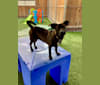 Onyx, a Chihuahua and Yorkshire Terrier mix tested with EmbarkVet.com