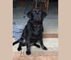 Jax, a Labrador Retriever tested with EmbarkVet.com
