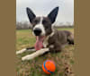 Doolittle(Dooey), a Border Collie tested with EmbarkVet.com