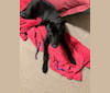 Luna, a Greyhound and Rottweiler mix tested with EmbarkVet.com