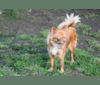 GiaVanni, a Chihuahua tested with EmbarkVet.com