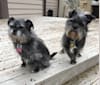 Photo of Chewbacca, a Chihuahua, Poodle (Small), Rat Terrier, and Maltese mix in Mequon, Wisconsin, USA