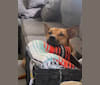 Buddy, a Formosan Mountain Dog tested with EmbarkVet.com