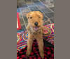 Harrison, a Welsh Terrier tested with EmbarkVet.com