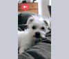 Winnie, a Chihuahua and Pomeranian mix tested with EmbarkVet.com