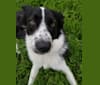 Alfie, an Eastern European Village Dog tested with EmbarkVet.com