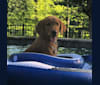 Pete, a Golden Retriever and American Foxhound mix tested with EmbarkVet.com