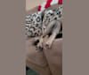 Hades a dog tested with EmbarkVet.com