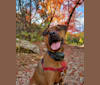 Walter, a Boxer and American Pit Bull Terrier mix tested with EmbarkVet.com