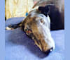 Drake, a Greyhound tested with EmbarkVet.com